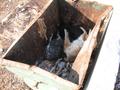 כלבים מתים בפח אשפה, גלבוע 2005