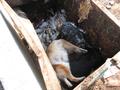 כלבים מתים בפח אשפה 2, גלבוע, 2005